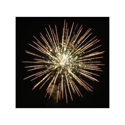 SH 4001 4' Golden wave chrys w White strobe pistil (P) 24/1